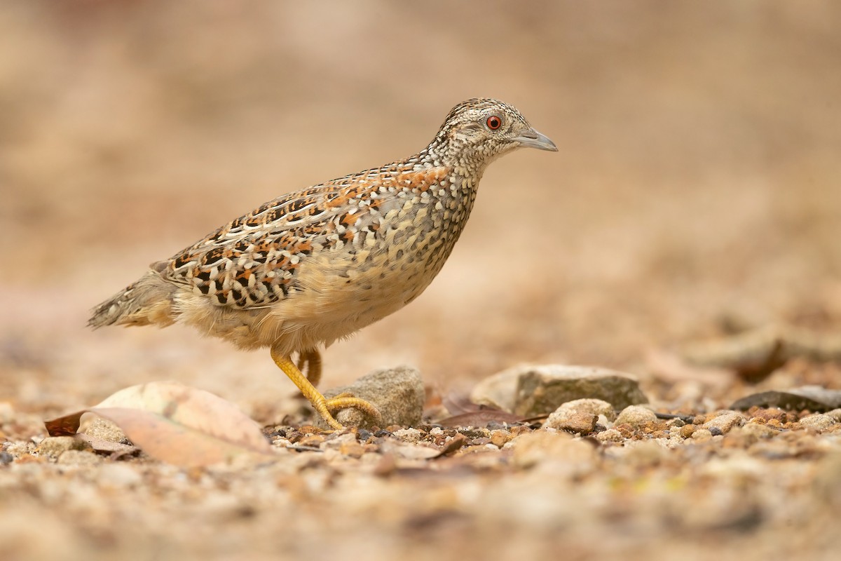 Painted Buttonquail - ML416199821