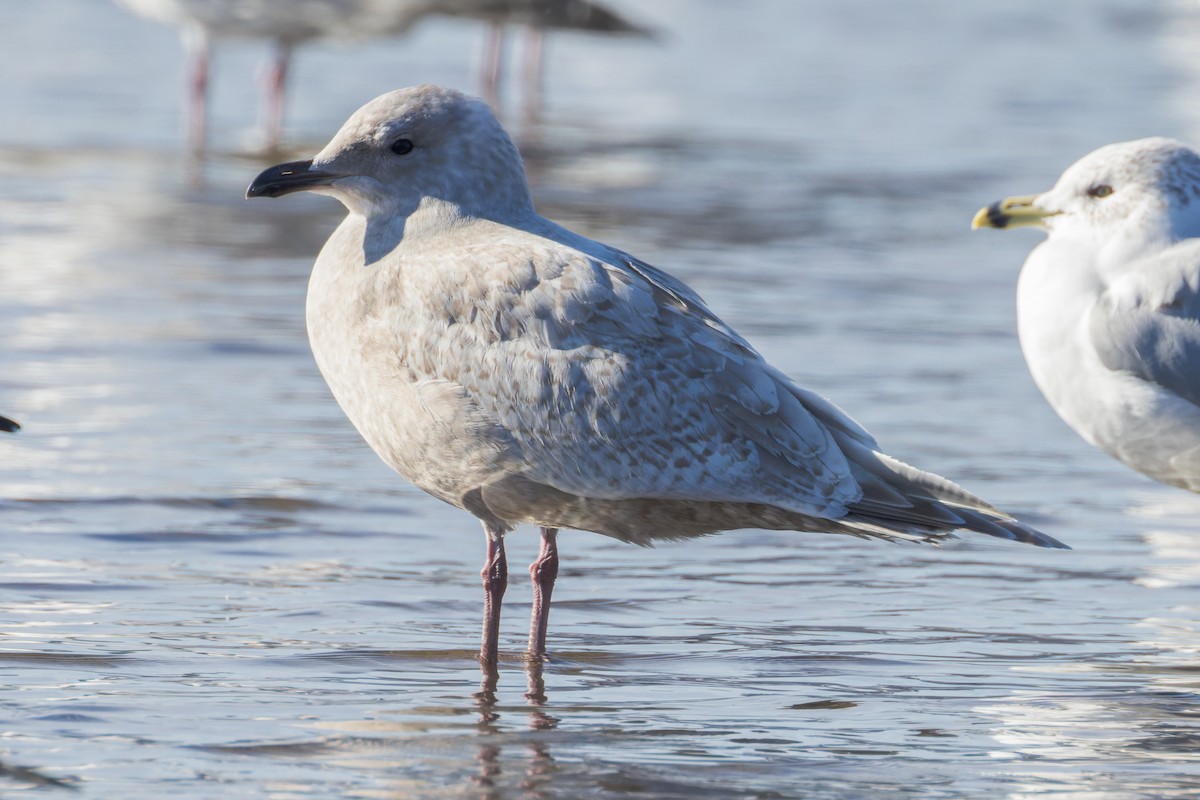 Iceland Gull (kumlieni/glaucoides) - Blair Dudeck