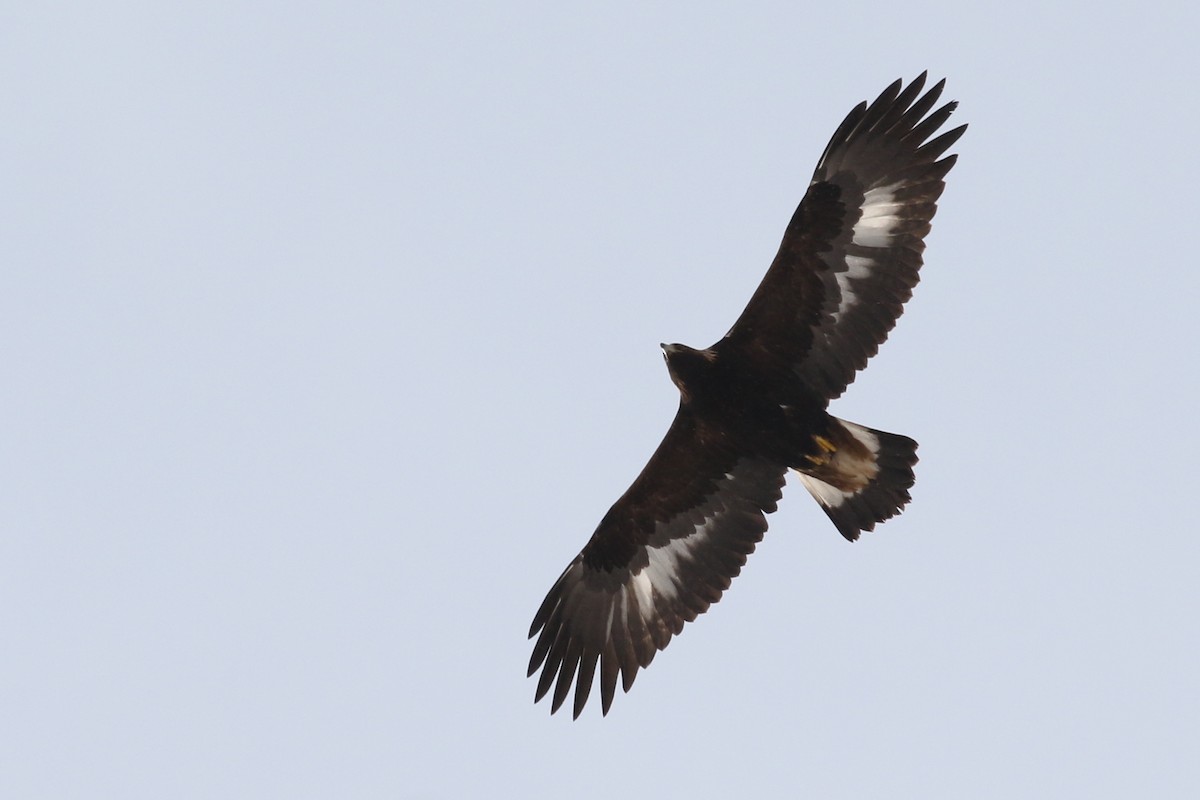 Golden Eagle - ML416200221