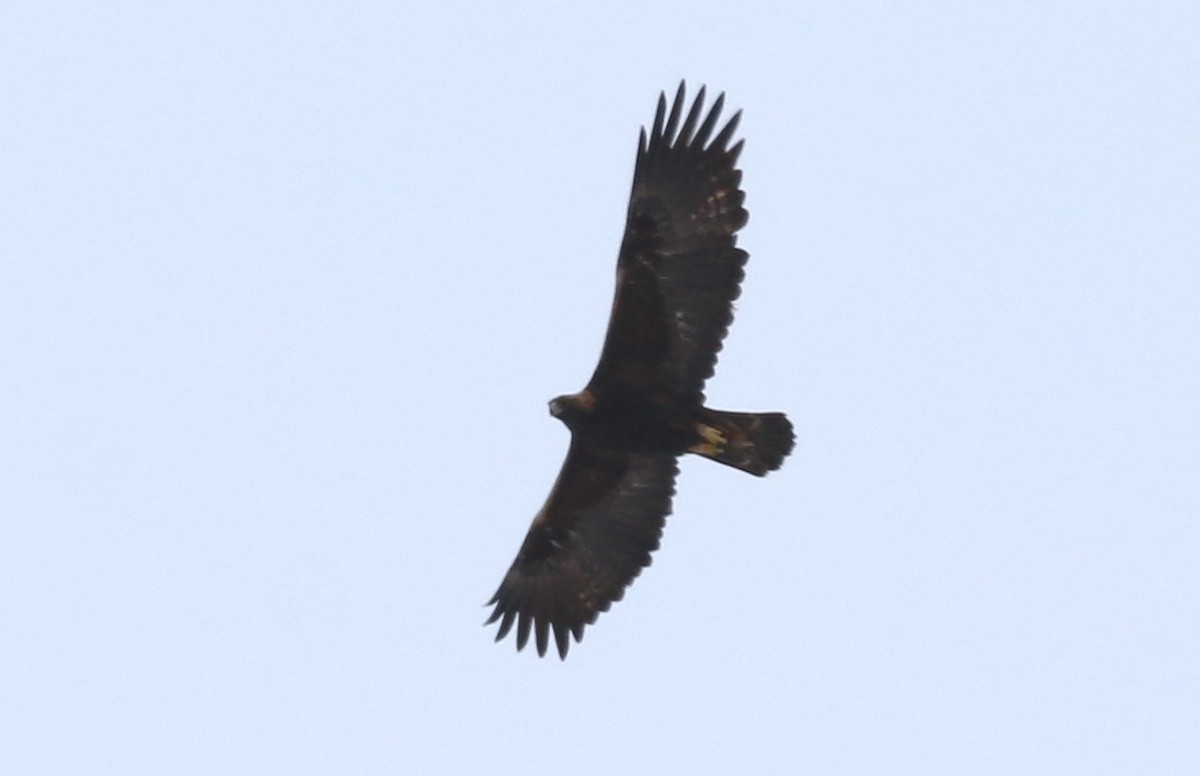 Golden Eagle - ML416200241