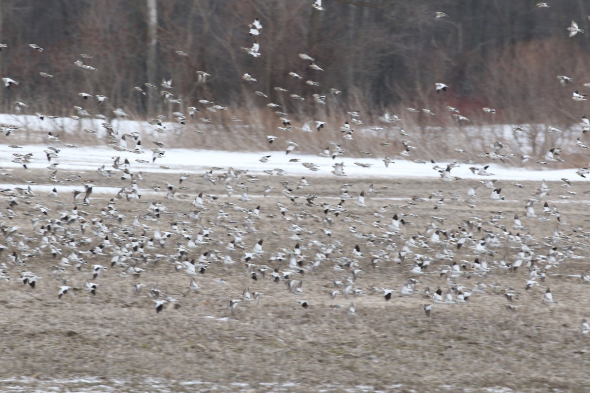 Snow Bunting - ML416200381