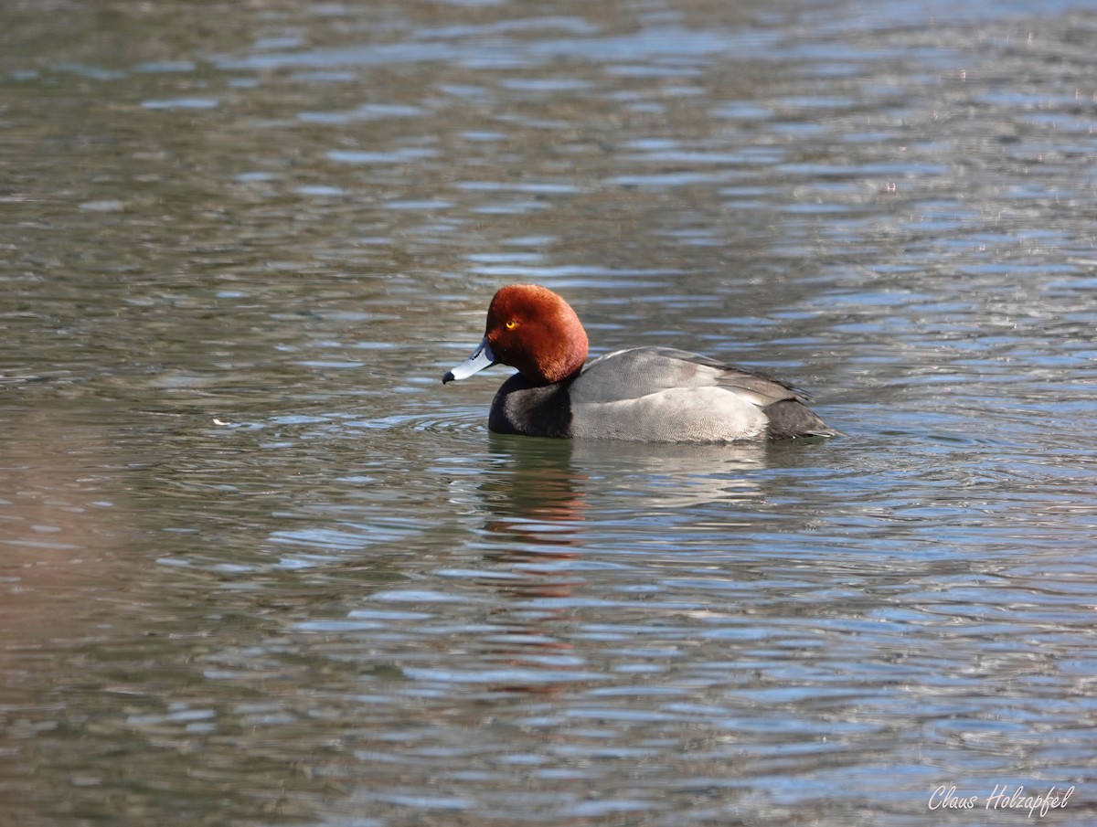 Redhead - ML416200471