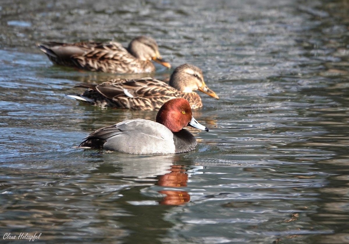 Redhead - ML416200481