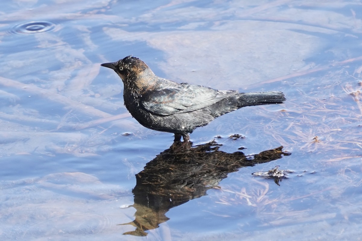 Rusty Blackbird - ML416200981