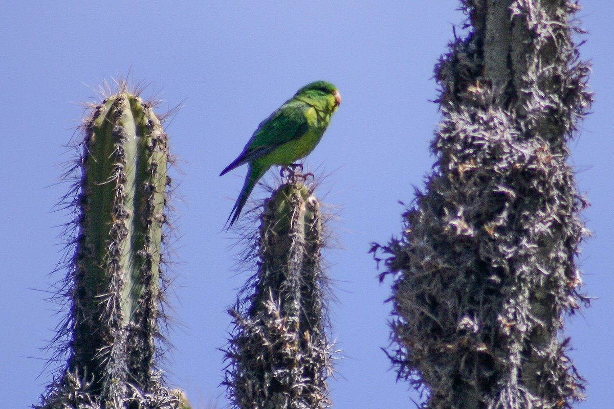 Mountain Parakeet - ML416202461