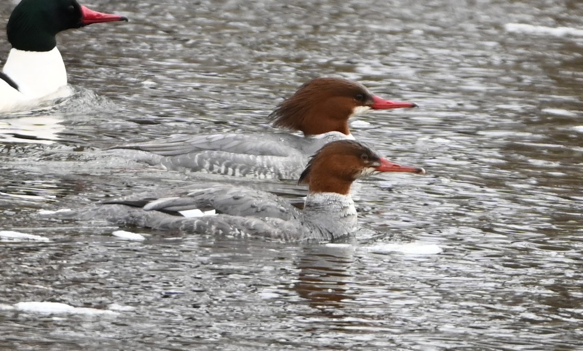 Common Merganser - ML416202961