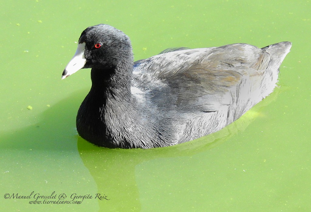 American Coot (Red-shielded) - manuel grosselet