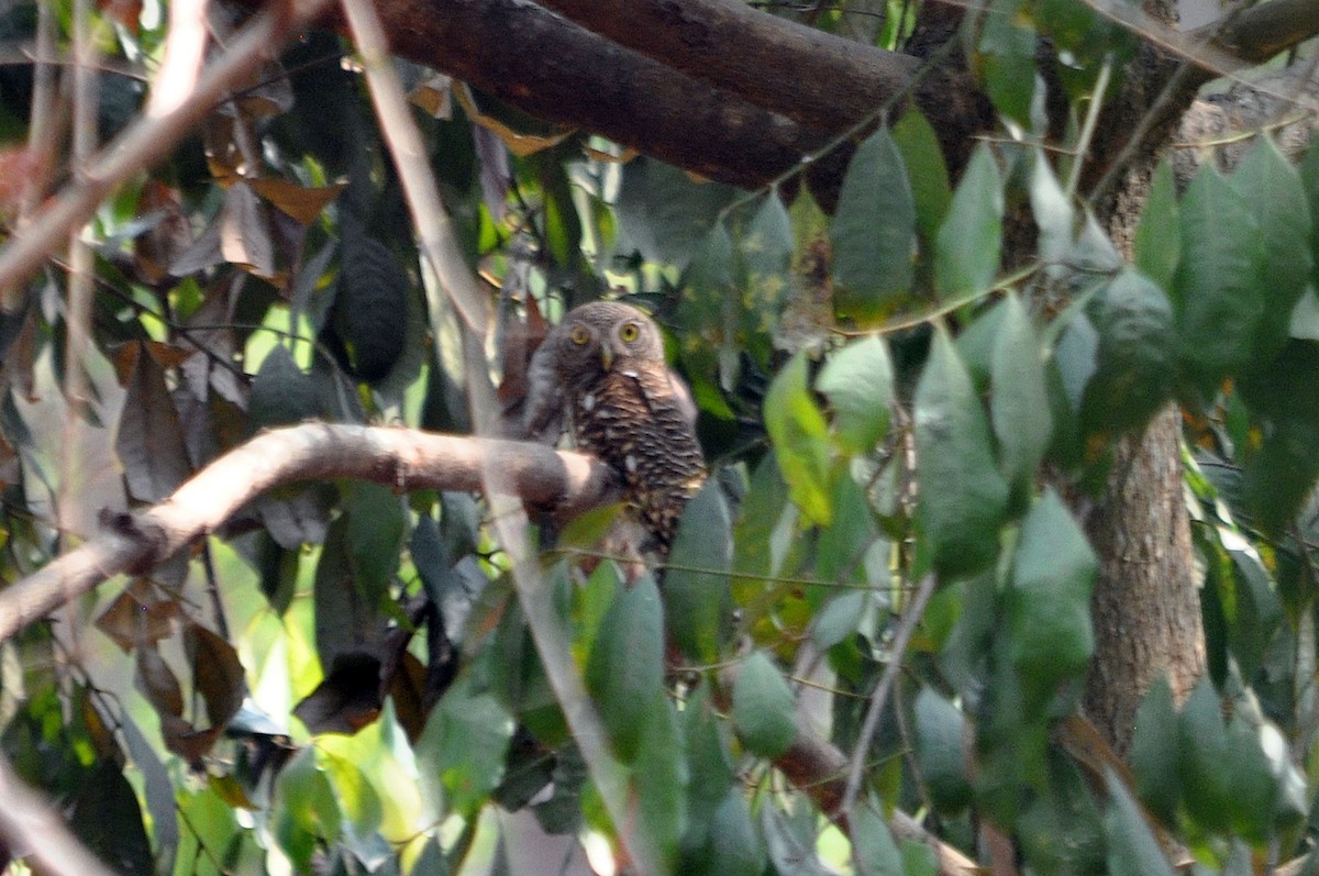 Asian Barred Owlet - ML416204671