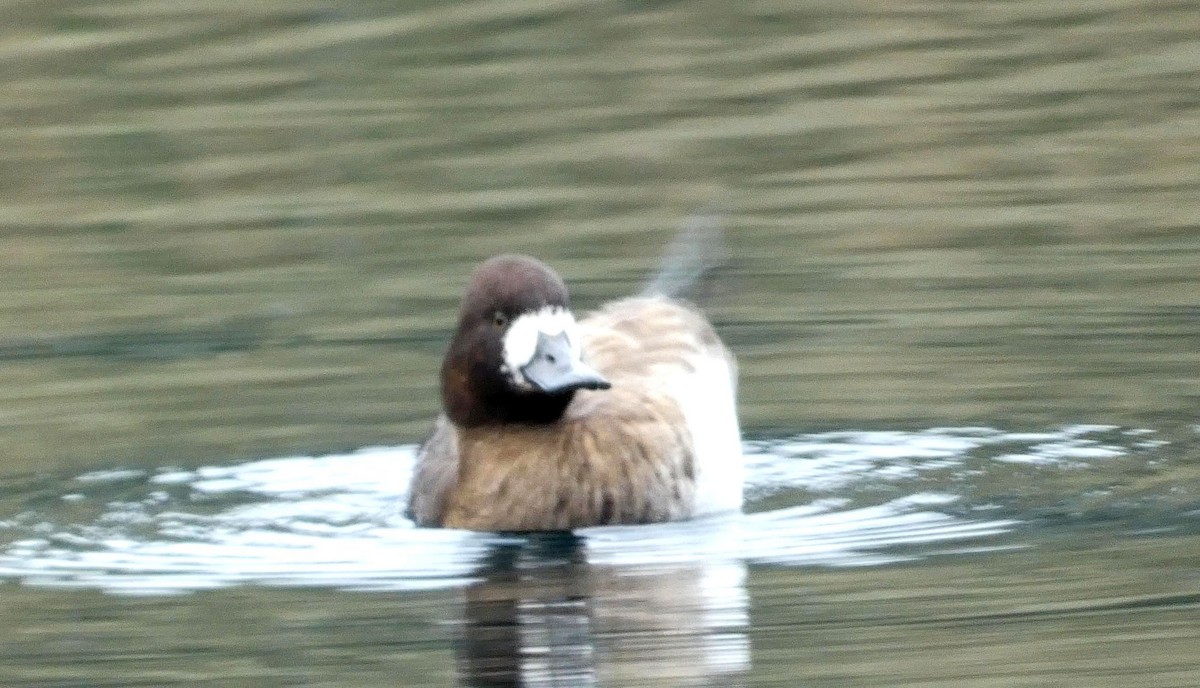 Greater Scaup - ML416205551