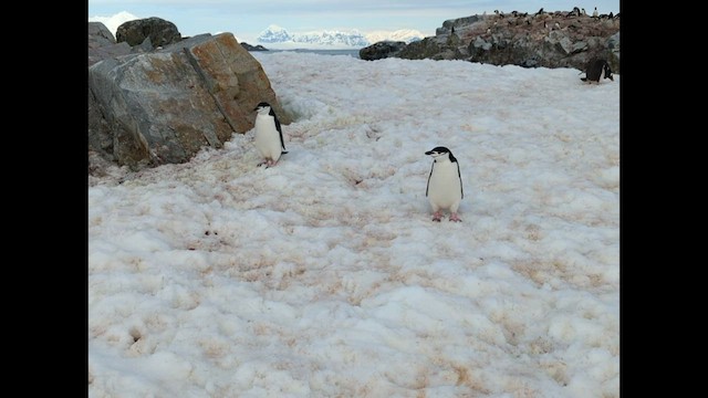 Chinstrap Penguin - ML416208321