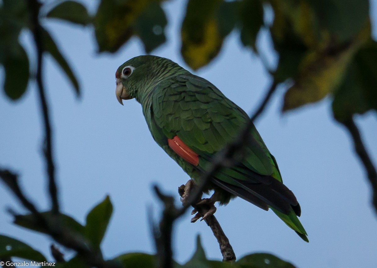 Tucuman Parrot - ML416208991