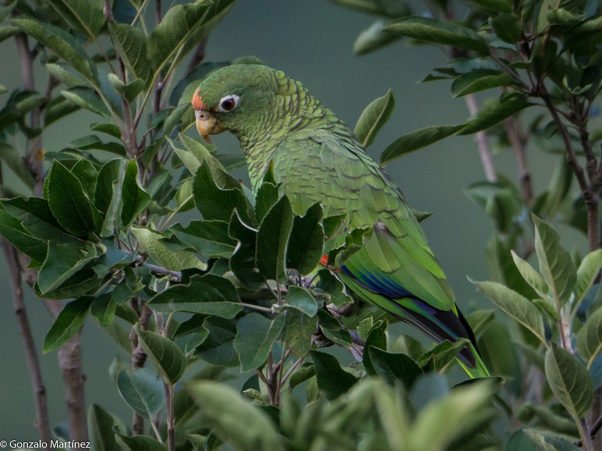 Tucuman Amazon - Gonzalo Martínez