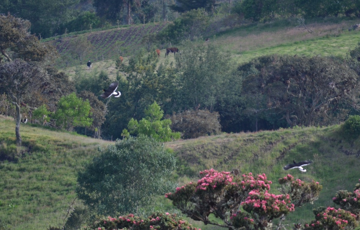 Caracara Carunculado - ML416210231