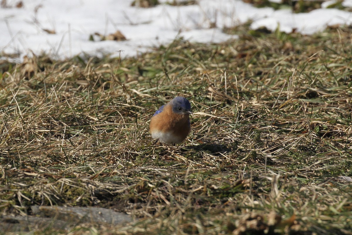 Eastern Bluebird - ML416210551