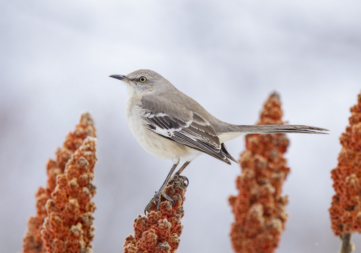 Northern Mockingbird - ML416214271