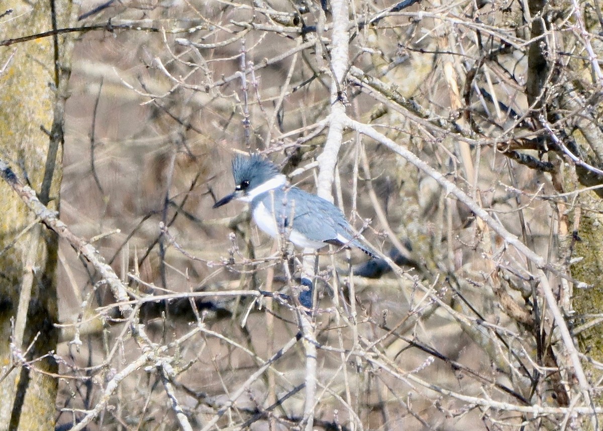 rybařík pruhoprsý - ML416214901