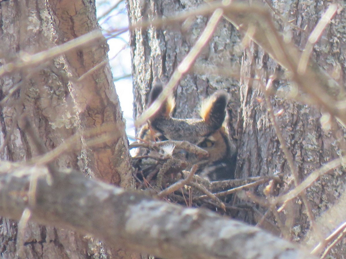 Great Horned Owl - ML416215381