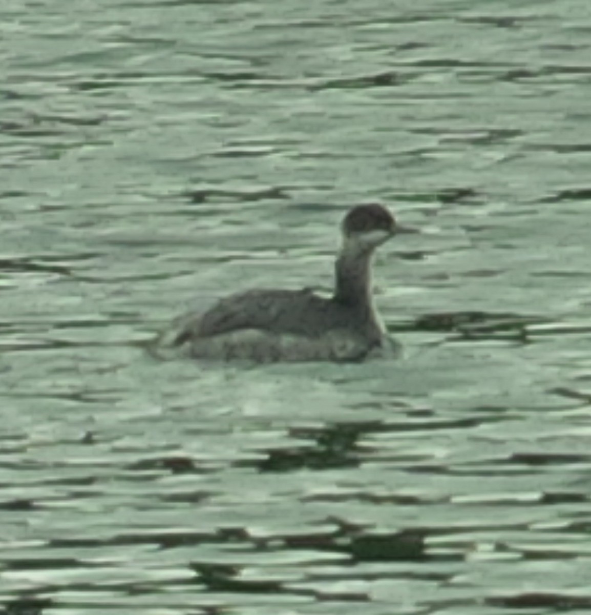 Eared Grebe - ML41621771