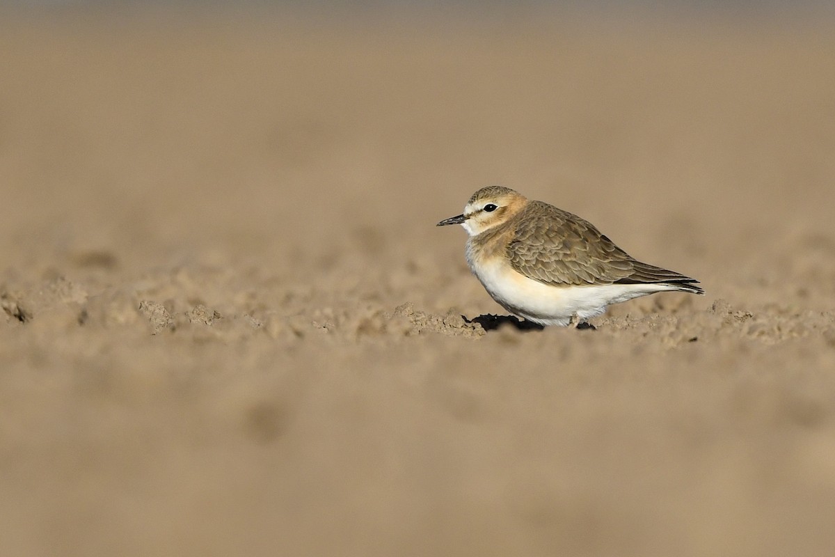 Mountain Plover - ML416218621