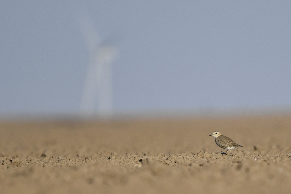 Mountain Plover - ML416218651