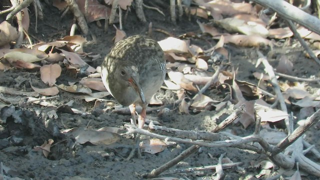 Mangrove Rail - ML416219611