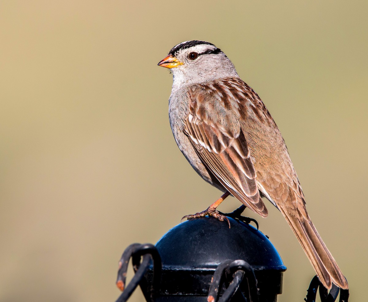White-crowned Sparrow - ML416220521