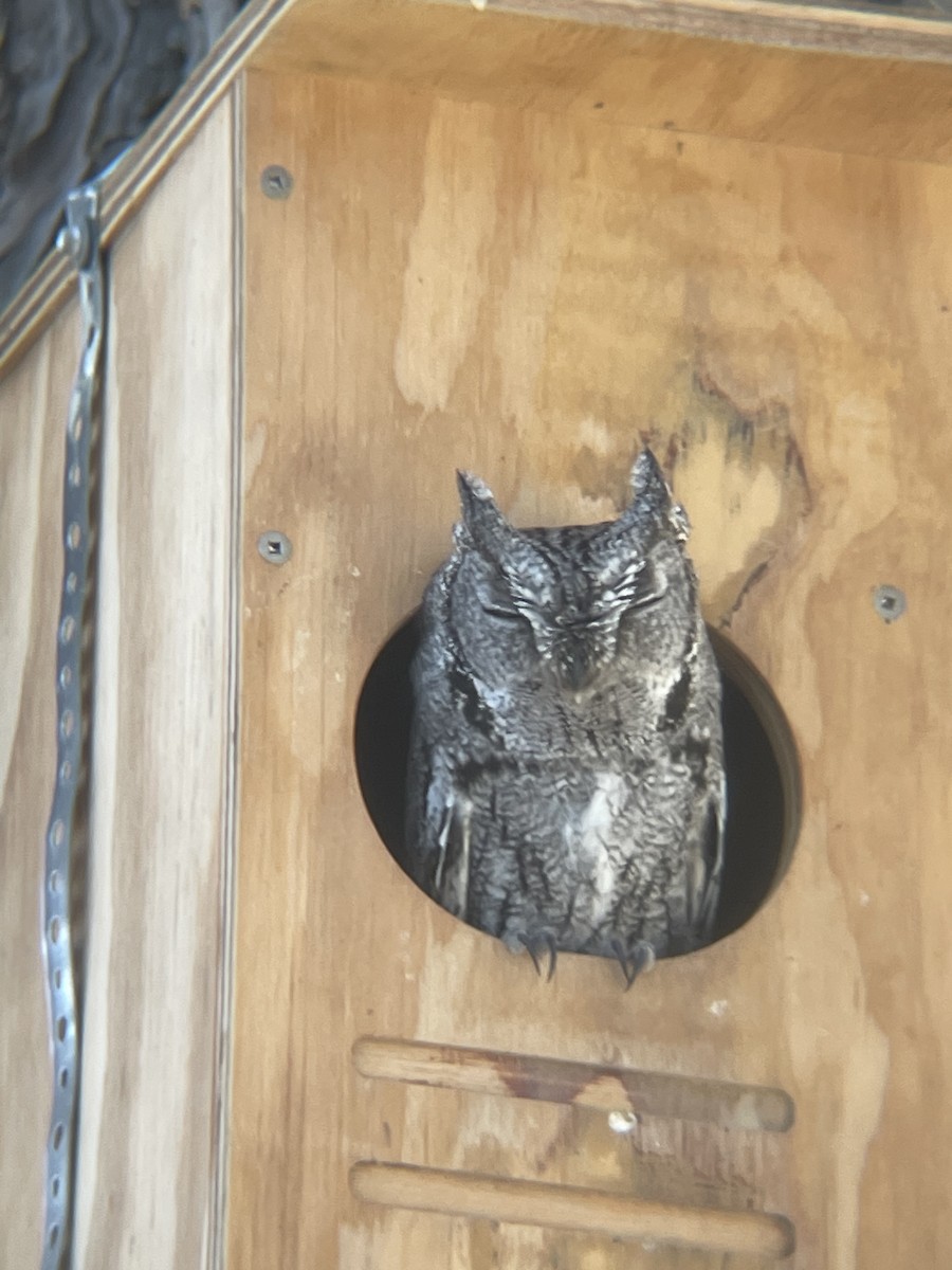 Western Screech-Owl - ML416220541