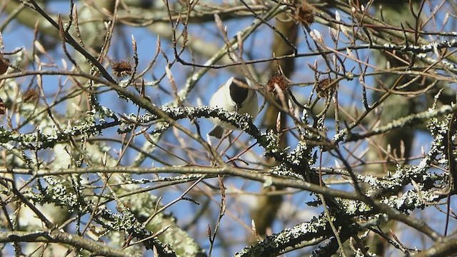 Marsh Tit - ML416221171