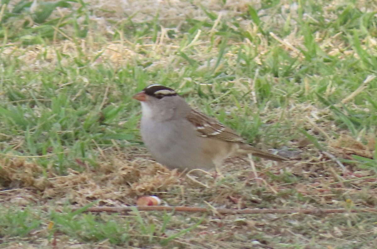 White-crowned Sparrow (Dark-lored) - ML416222481