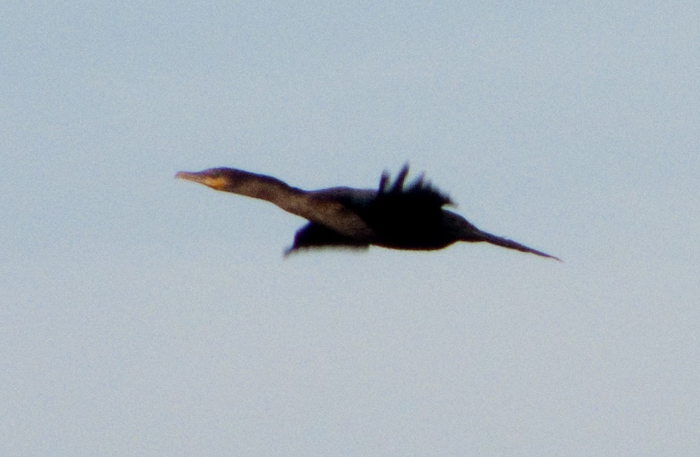 Cormorán Biguá - ML416223101