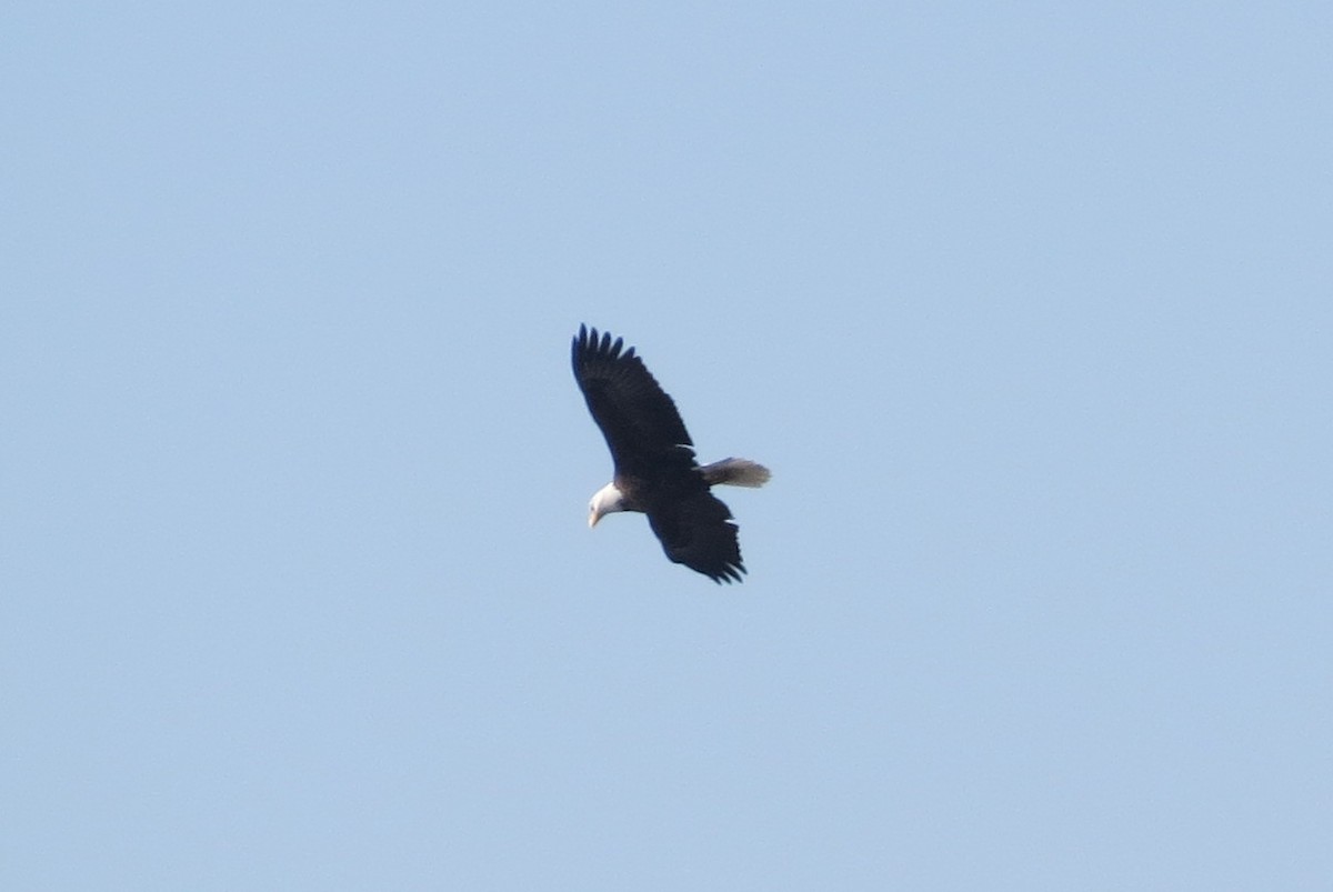 Bald Eagle - ML416223521