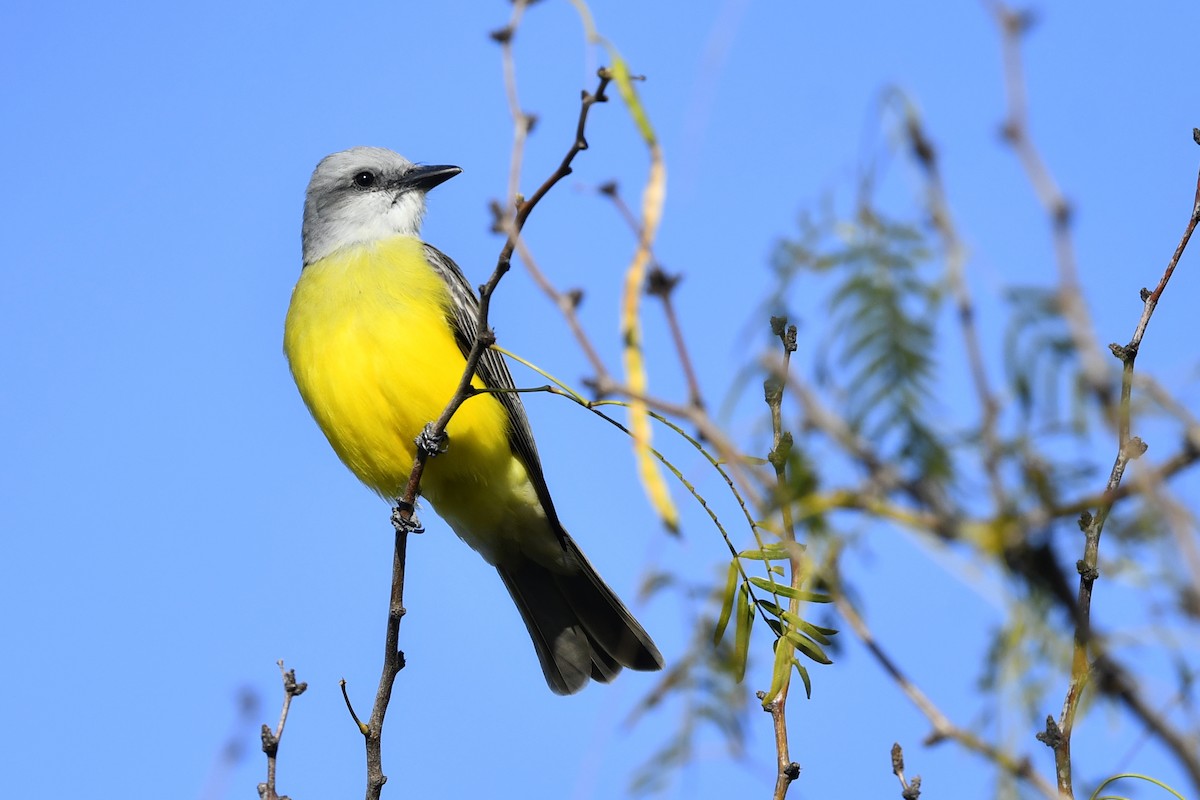 Couch's Kingbird - ML416225551