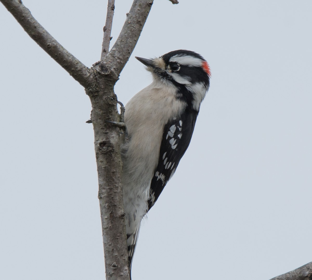 Downy Woodpecker - ML41622601