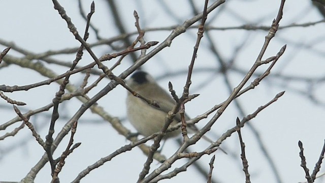 Marsh Tit - ML416226741