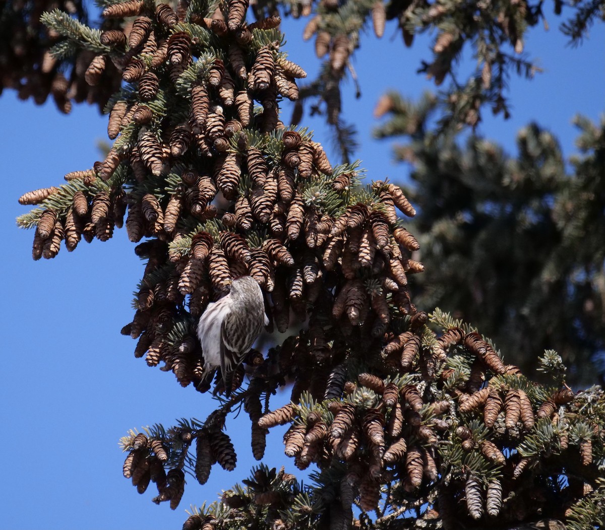 Common Redpoll - ML416227381