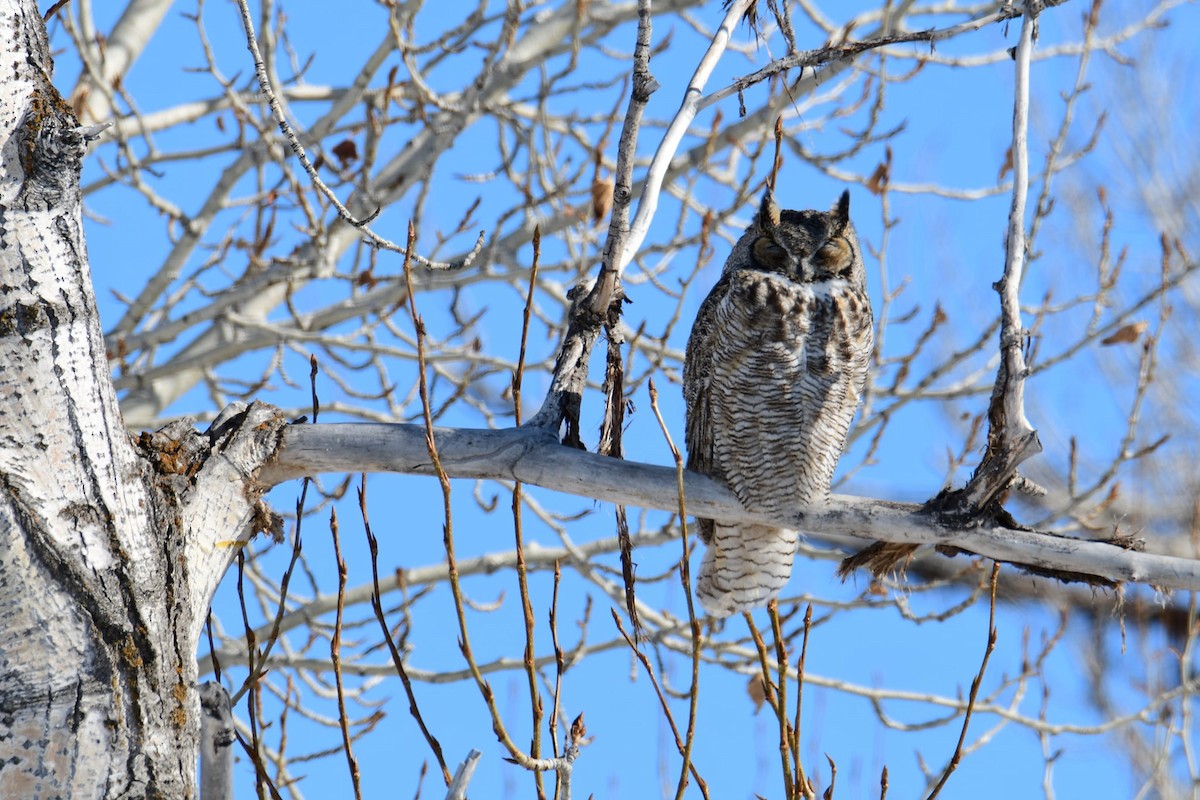 Great Horned Owl - ML416229321