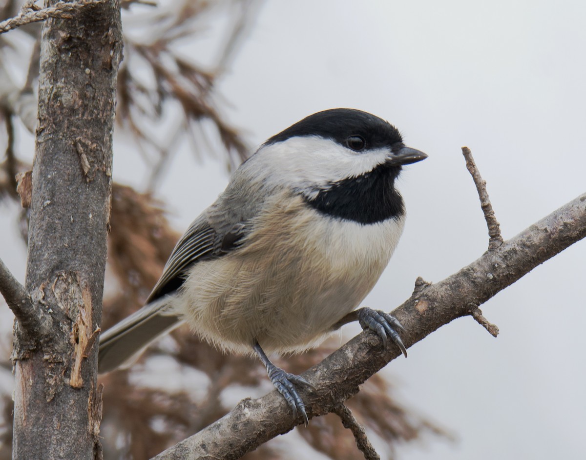 Carolina Chickadee - Jack and Shirley Foreman