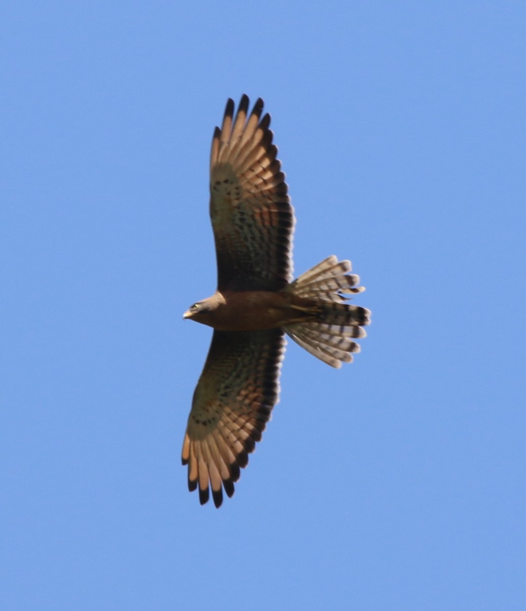 Grasshopper Buzzard - ML416231041