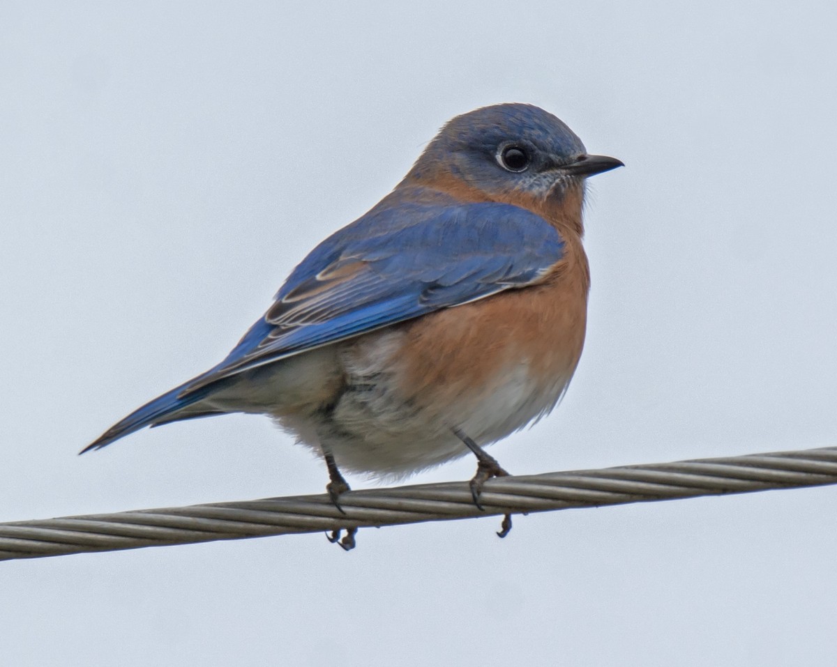 Eastern Bluebird - Jack and Shirley Foreman