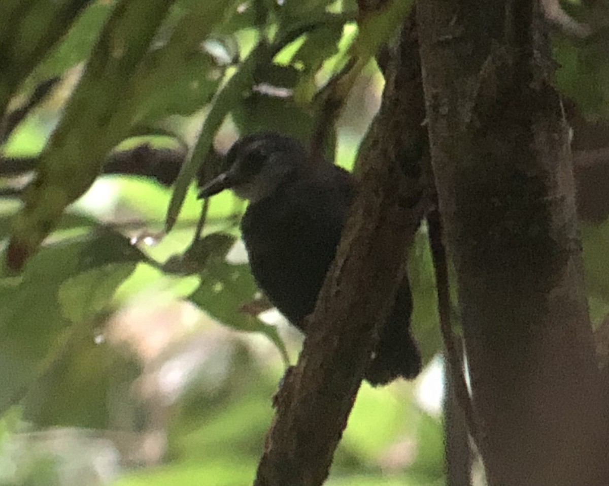 Lunulated Antbird - ML416231991