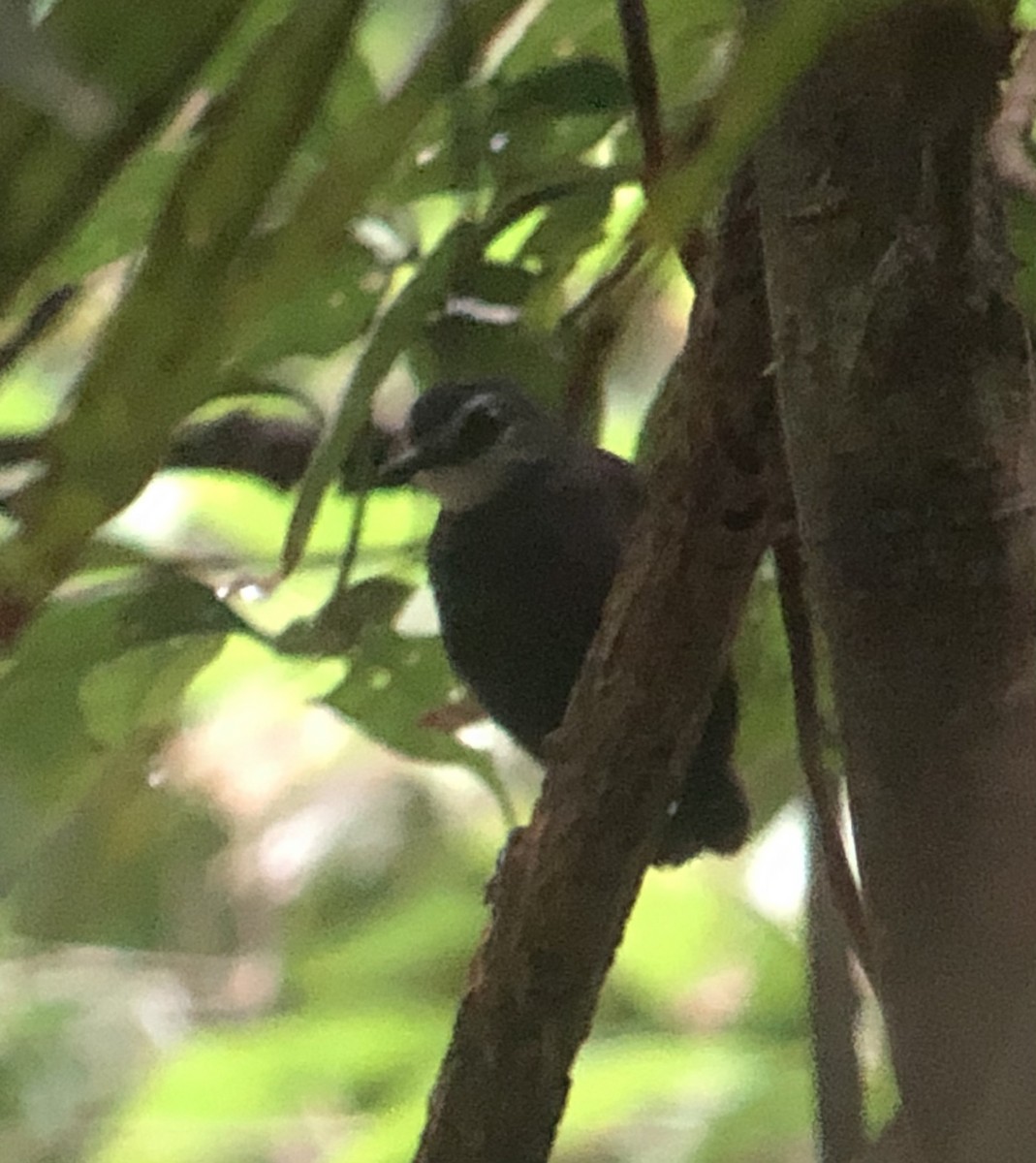 Lunulated Antbird - ML416232011