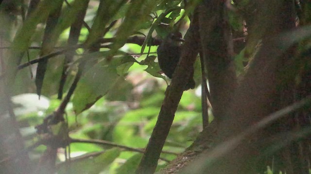 Lunulated Antbird - ML416232031