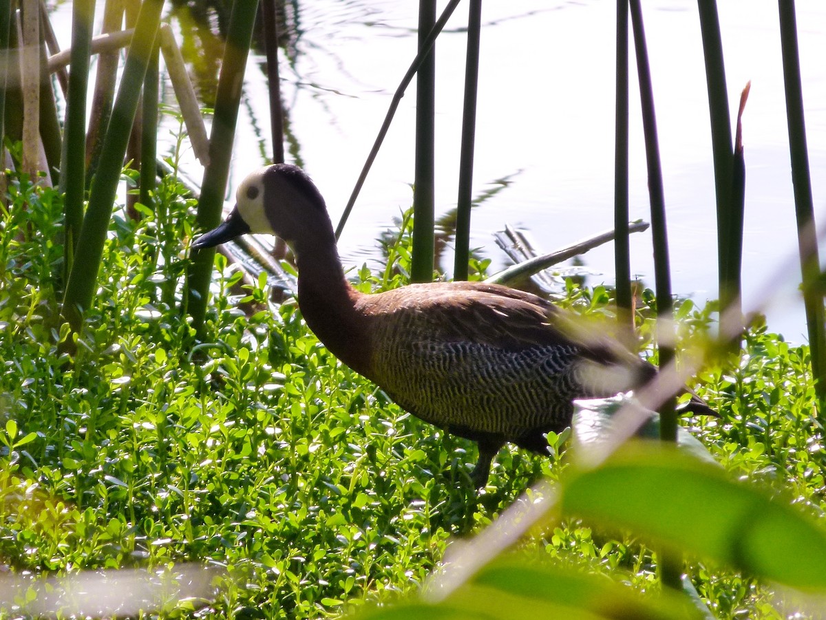 White-faced Whistling-Duck - ML41623211