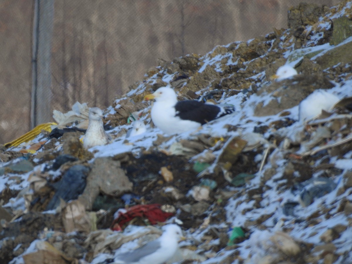 Great Black-backed Gull - ML416233121