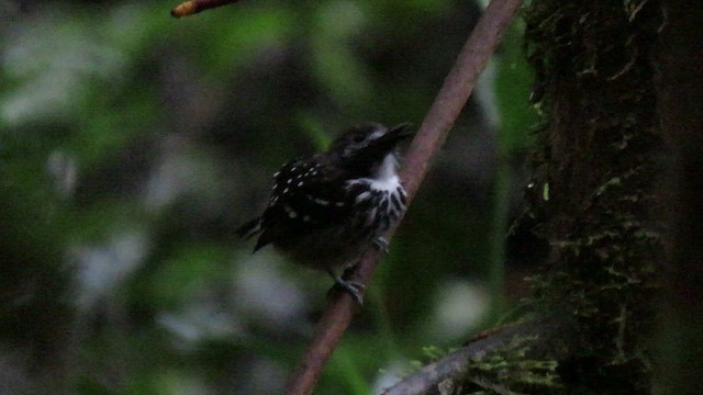 Dot-backed Antbird - ML416234241