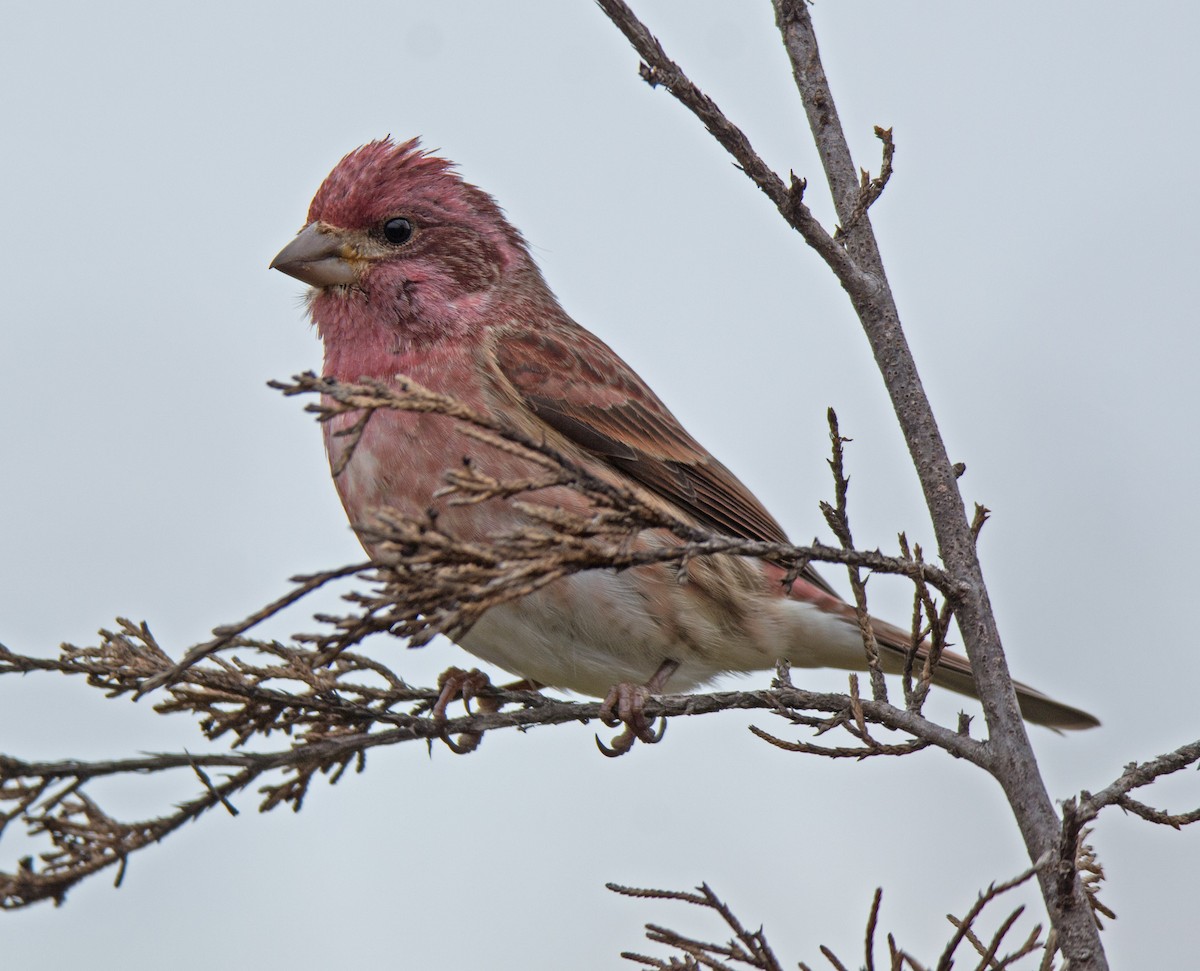 Purple Finch - ML41623431