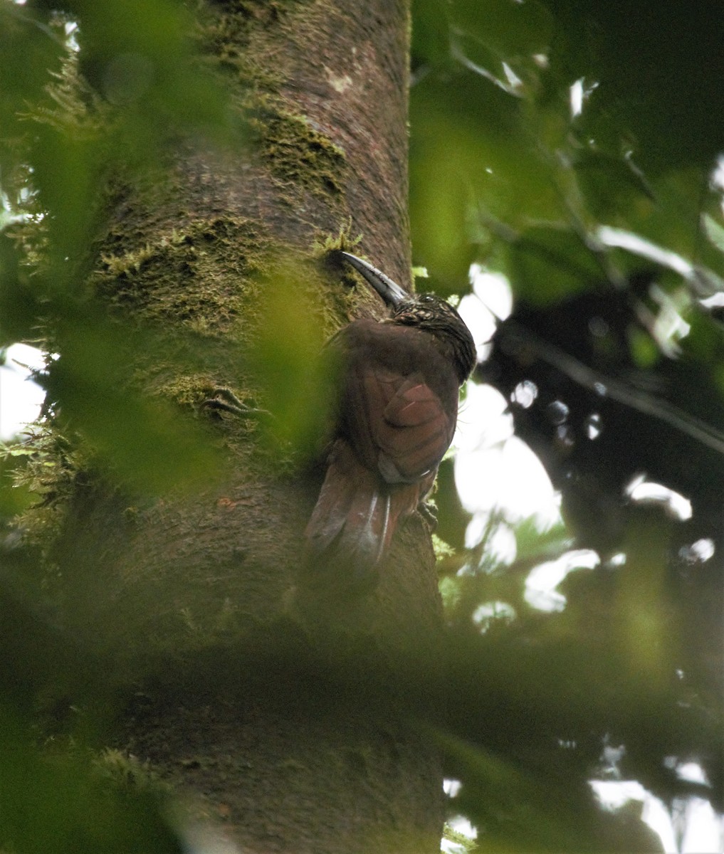 Strong-billed Woodcreeper (Central American) - ML416234591