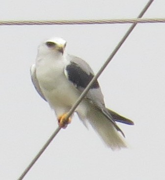 White-tailed Kite - ML41623701