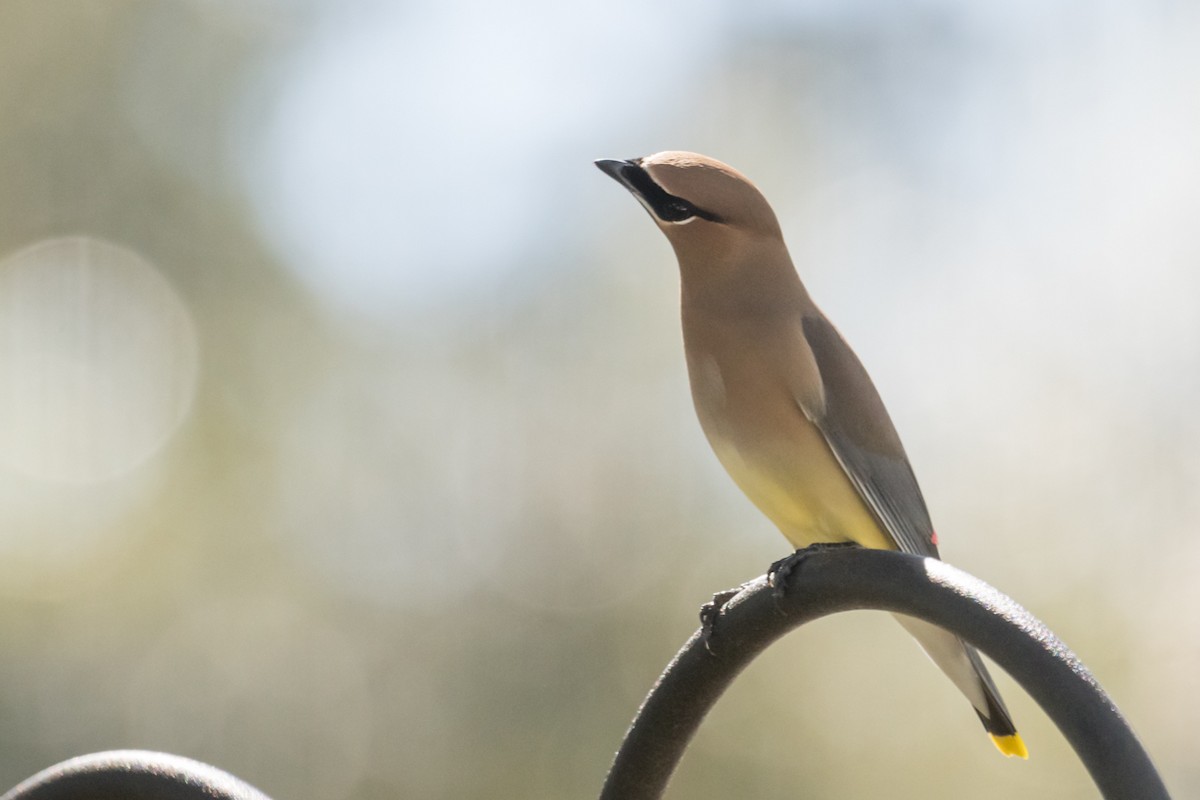 Cedar Waxwing - ML416237421