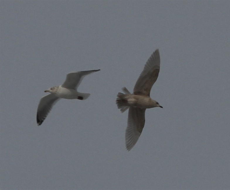 Gaviota Groenlandesa (kumlieni) - ML416237721